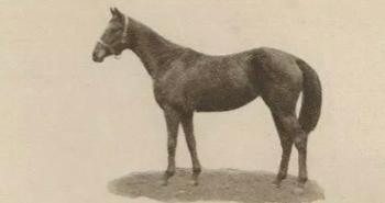 1923 Sandorides Lucana Famous Racehorses #7 Jest Front
